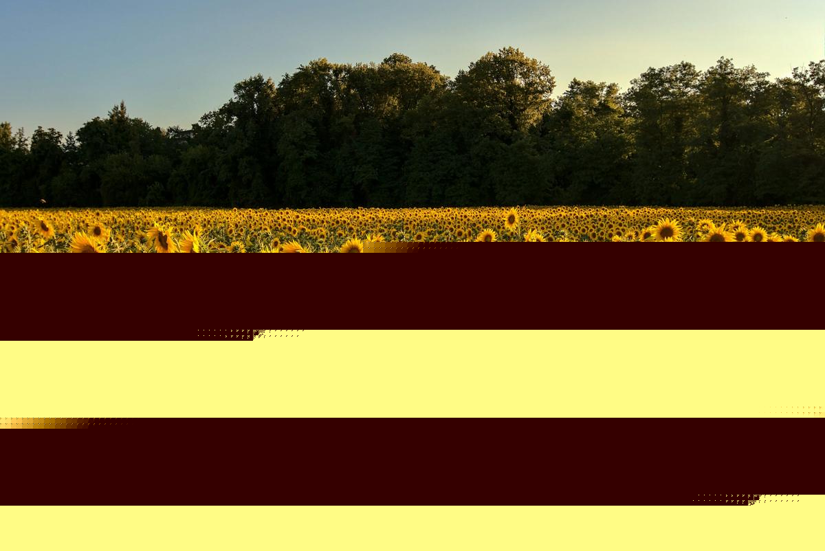 Where to Find Sunflower Fields Across North Dakota 2026