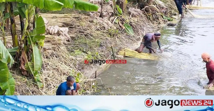 লবণাক্ততার চ্যালেঞ্জে সাতক্ষীরায় নতুন সম্ভাবনা দেশি পাট-৮