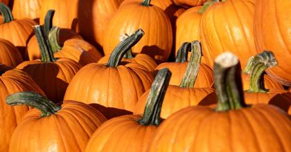 Six of the best pumpkin patches opening around Essex ahead of Halloween