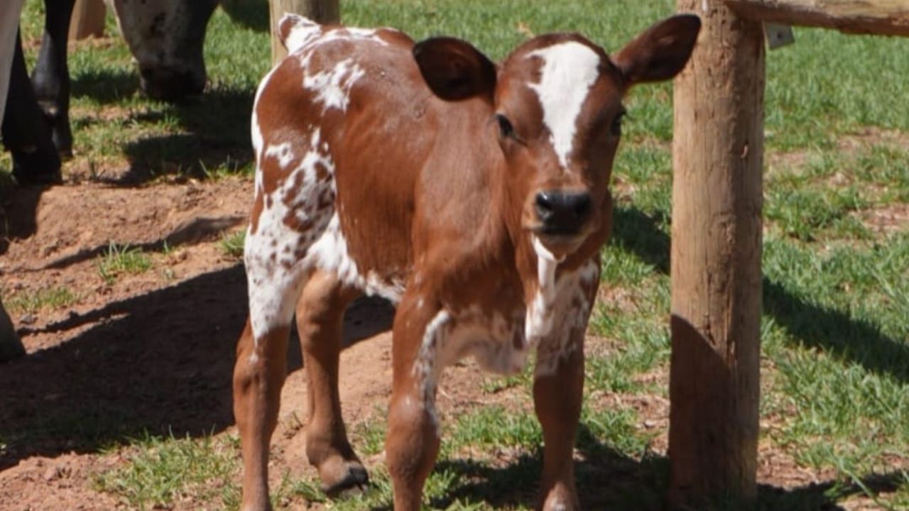 Rare dwarf Nguni calf marks a wildlife growth season at Vergelegen estate in Somerset West