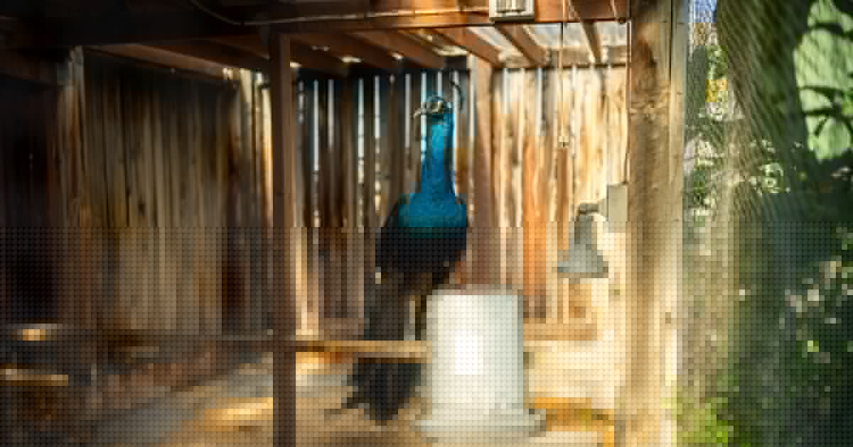 Missing: One SLC religious sanctuary’s peacock. Help it return to its pyramid.
