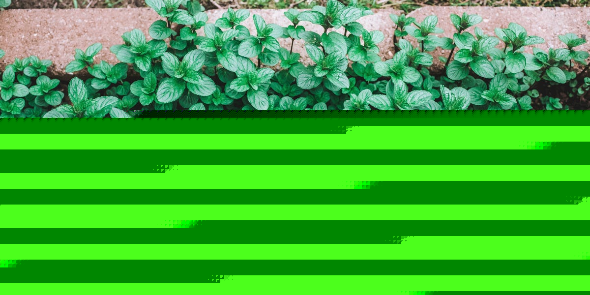 You Can Plant Mint in Garden Beds Without It Taking Over—Here’s How