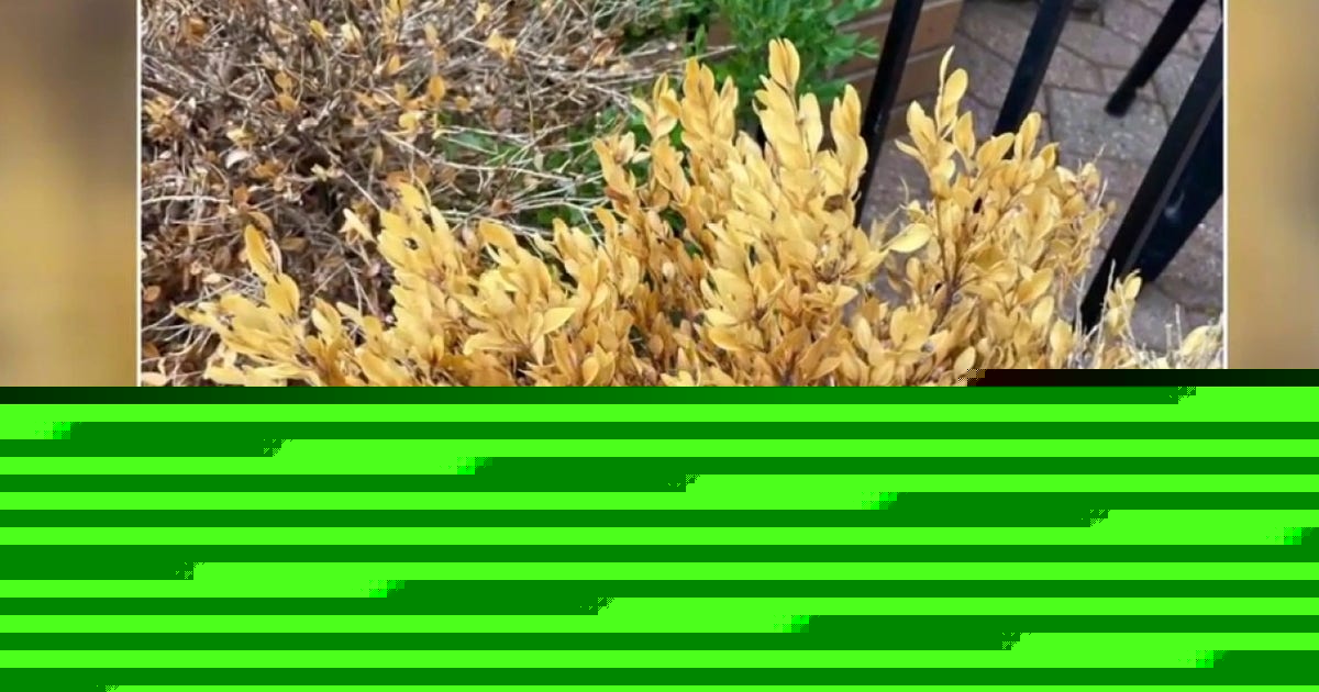 Michigan boxwoods are being eviscerated by pests and diseases