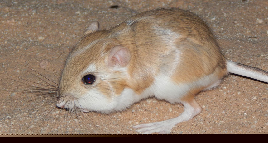 Comment on Watch a desert kangaroo rat drop-kick a rattlesnake by Fastest Striking Venomous Snakes: Speed & Danger - World Today Journal