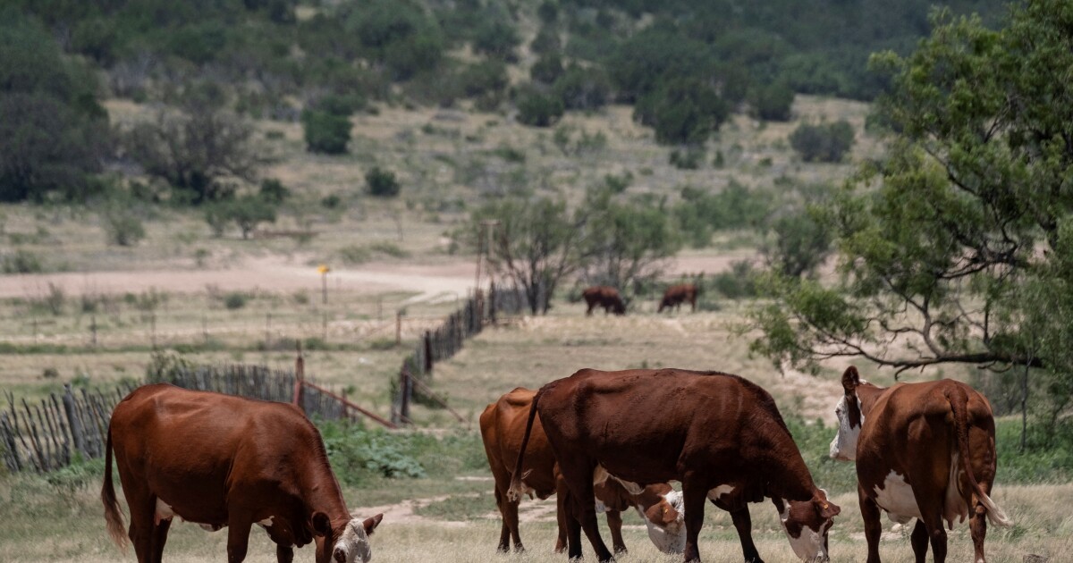 FDA authorizes wound spray to help protect Texas livestock and wildlife from New World screwworm