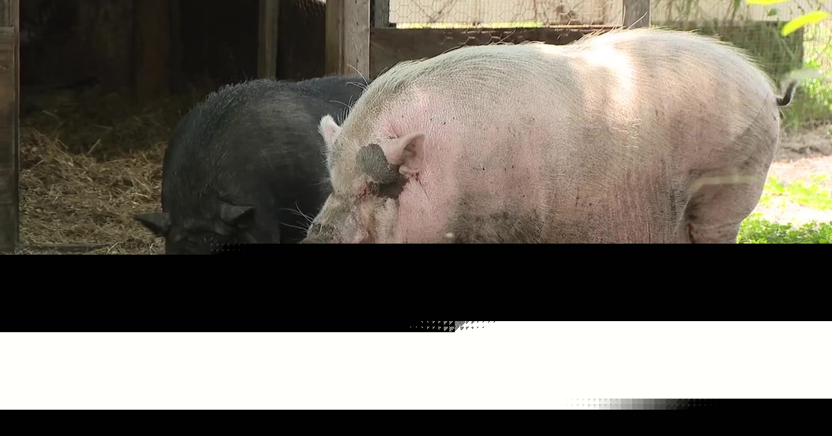 Animal cruelty trial: SPCA Tampa Bay faces judge in viral Waddles the pig case