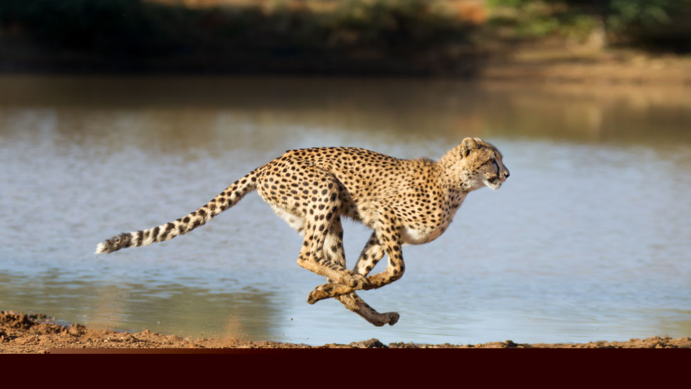 Comment on Survival of the Fittest, Or the most Adaptable? by Anonymous