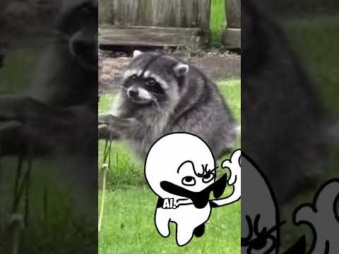 Jimothy The Raccoon Has Stolen Everyone's Hearts