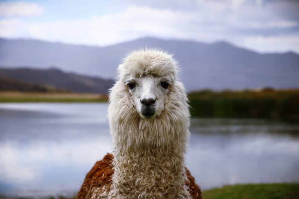 Comment on Alpaca launches over 20 coins to help launch new crypto… by D06