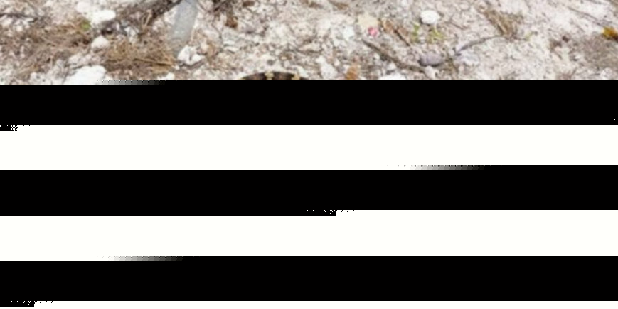 Comment on Ministry: “No Evidence Found” Of Rattlesnake by Joe Bloggs