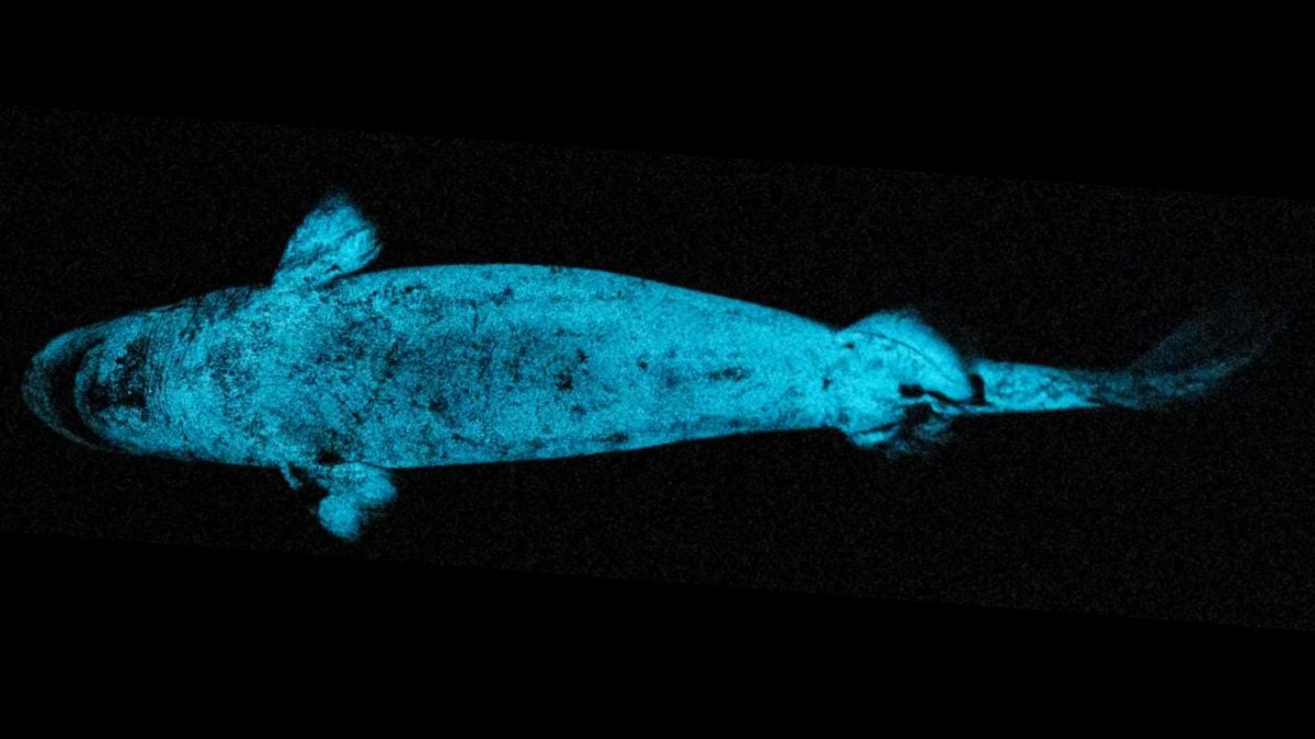 Glowing Sharks Appear to Use Their Shine as 'Headlights' to Hunt Prey