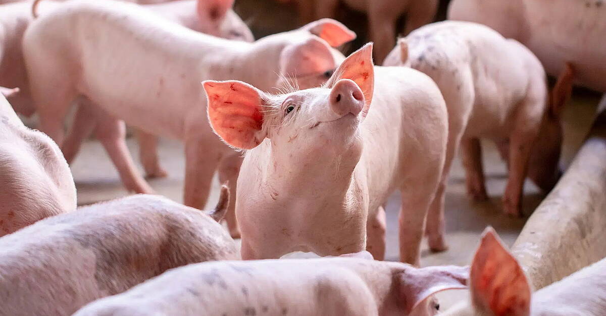REWE Group To Benchmark Livestock Welfare Via AI Project