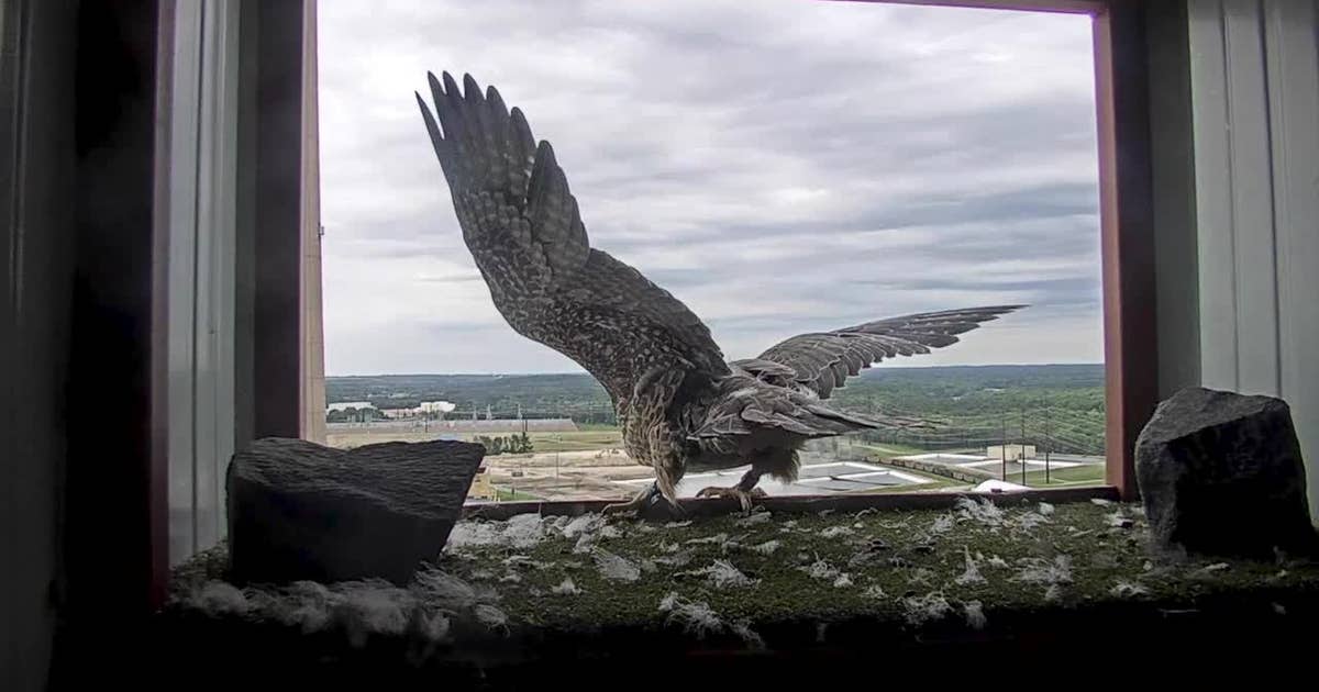 Wisconsin's Peregrine Falcon Recovery Project restores species