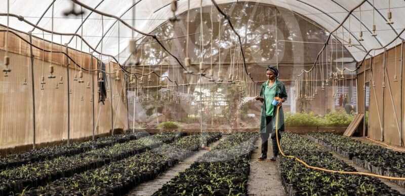 African countries urged to seize economic opportunities through new climate plans