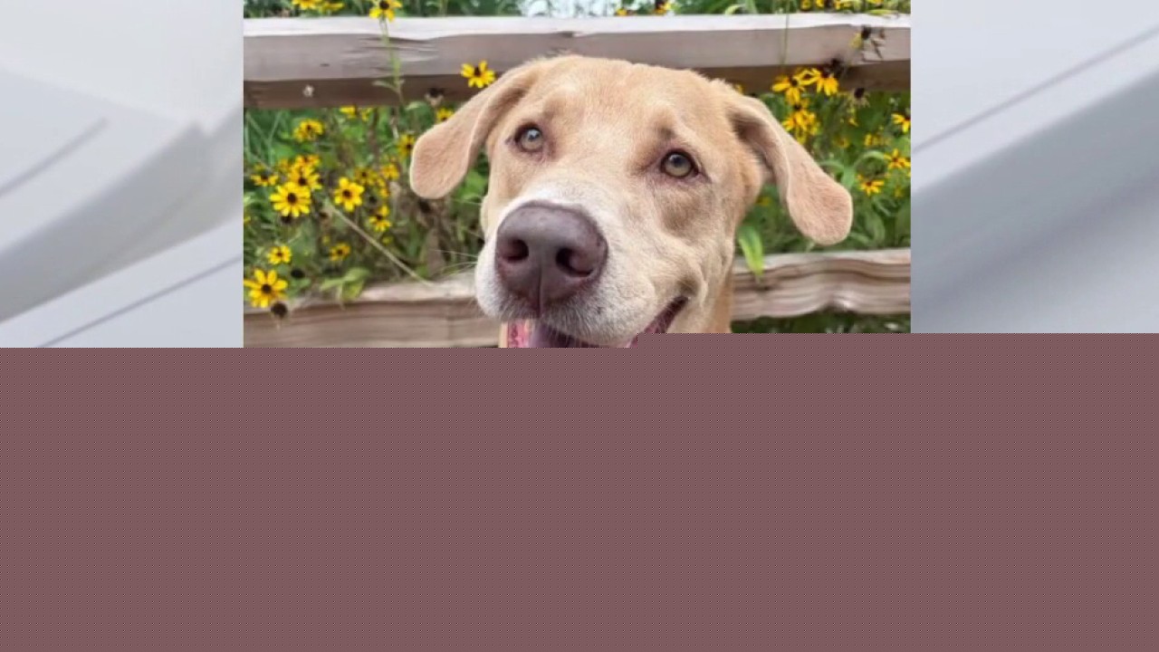 Meet Bentley! | Pet of the Week