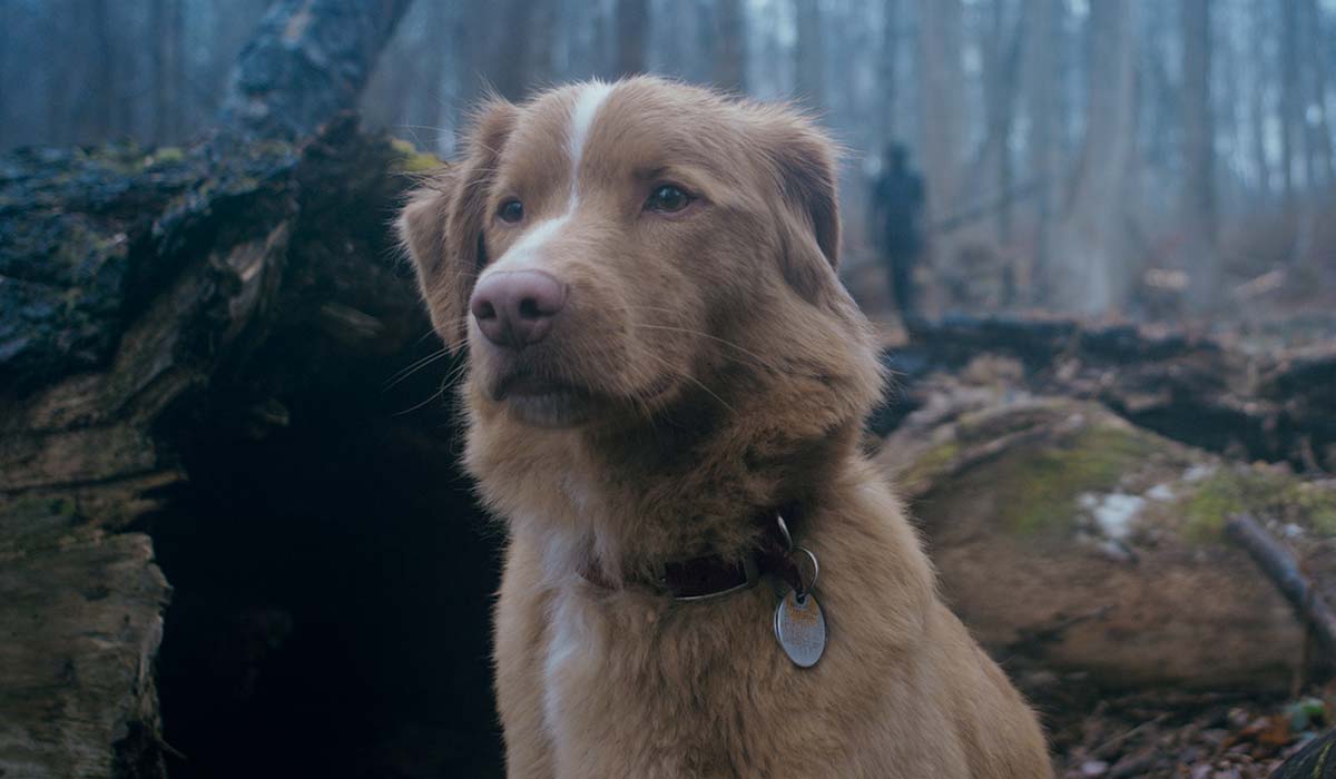 Does the dog die in Good Boy? Yes we will spoil this for you
