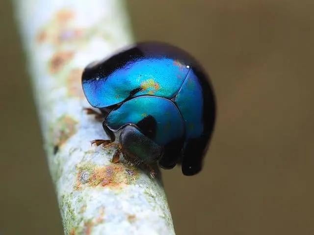 Animals - The steelblue ladybird