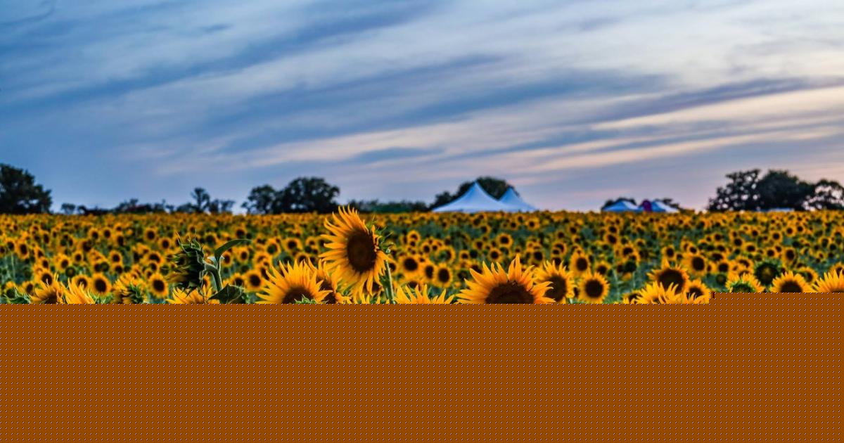 Sea of vibrant sunflowers captured in our Picture of the Week