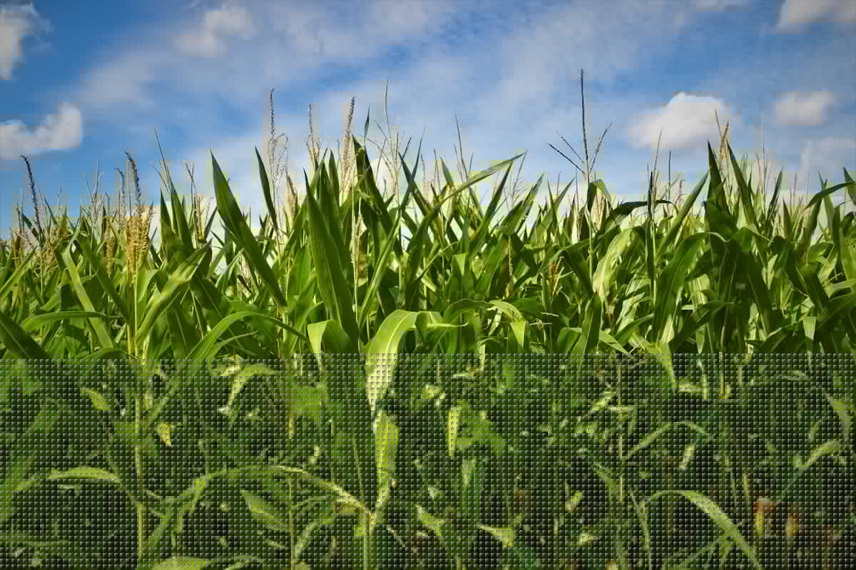 Michigan’s Humidity Has a Weird Culprit: Corn Sweats
