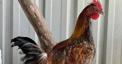 Pet of the week: meet Spunky, a bold, feathered firecracker seeking a home