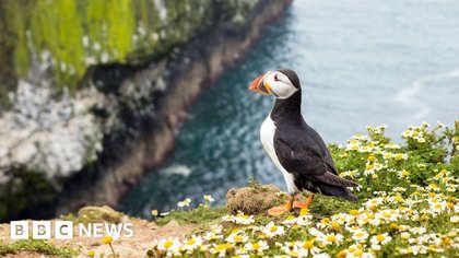 Stay on this stunning island for free... if you're willing to count puffins