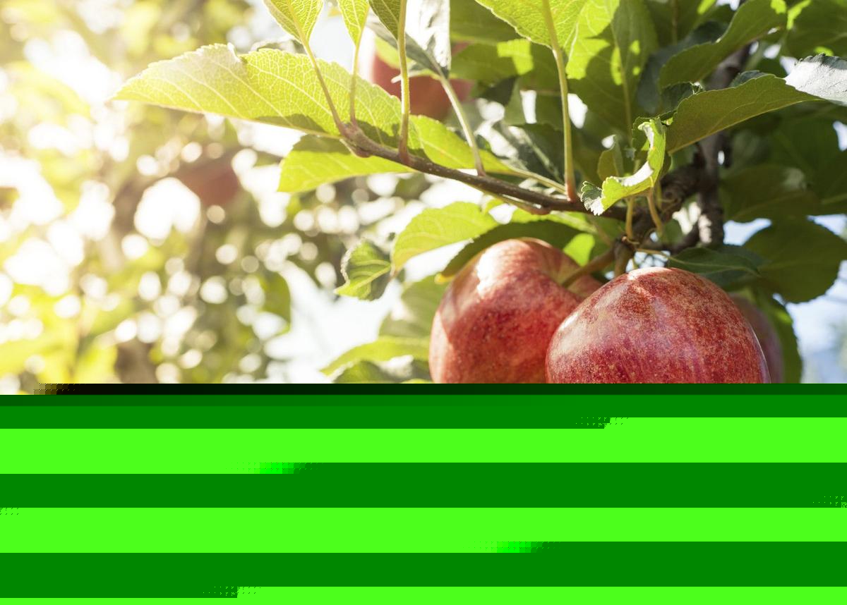 Central New York Apple Orchard Suffers Major Crop Loss