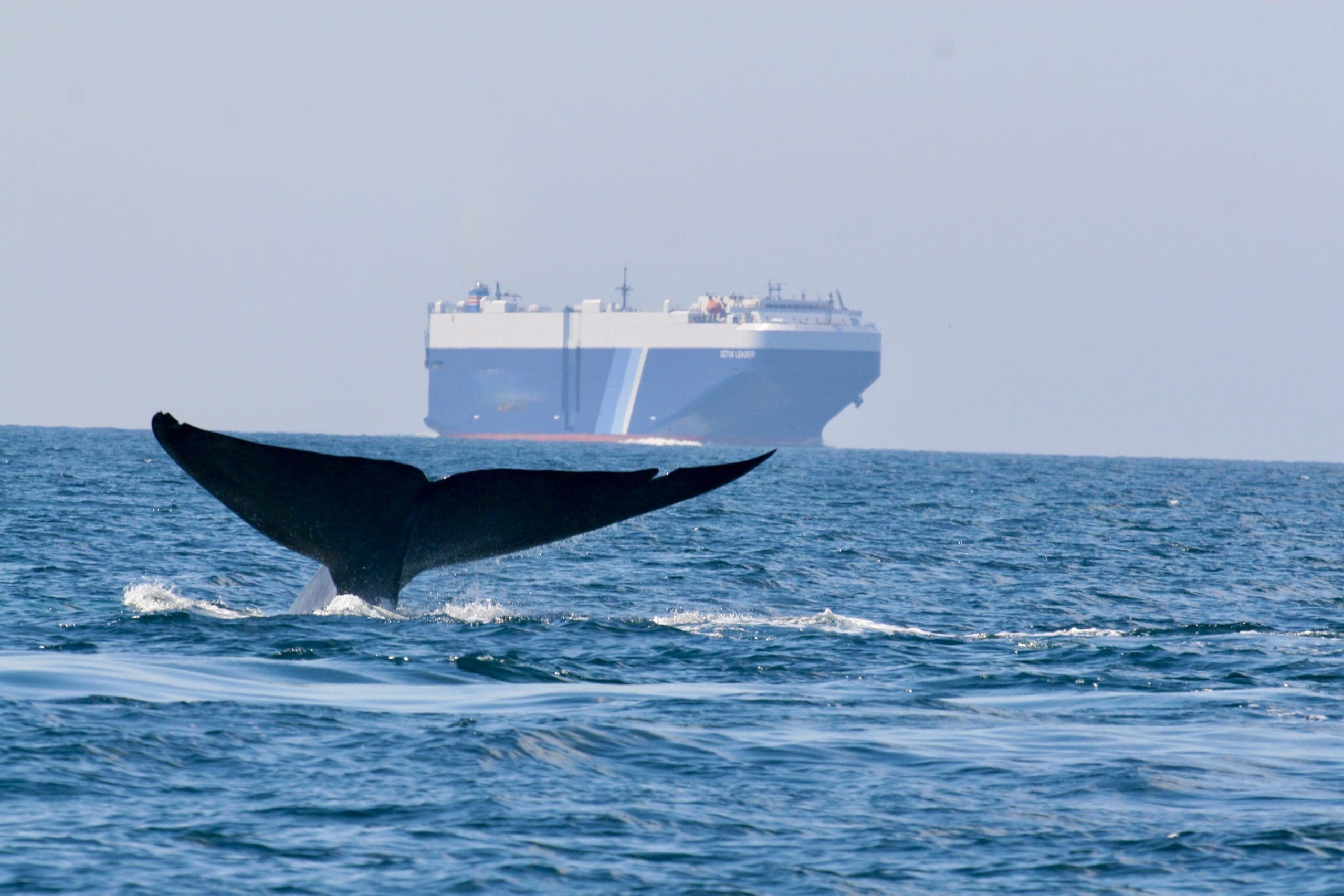 Cruise Lines Now Invited to Join in For Safer Whales, Cleaner Air, and a Quieter Ocean