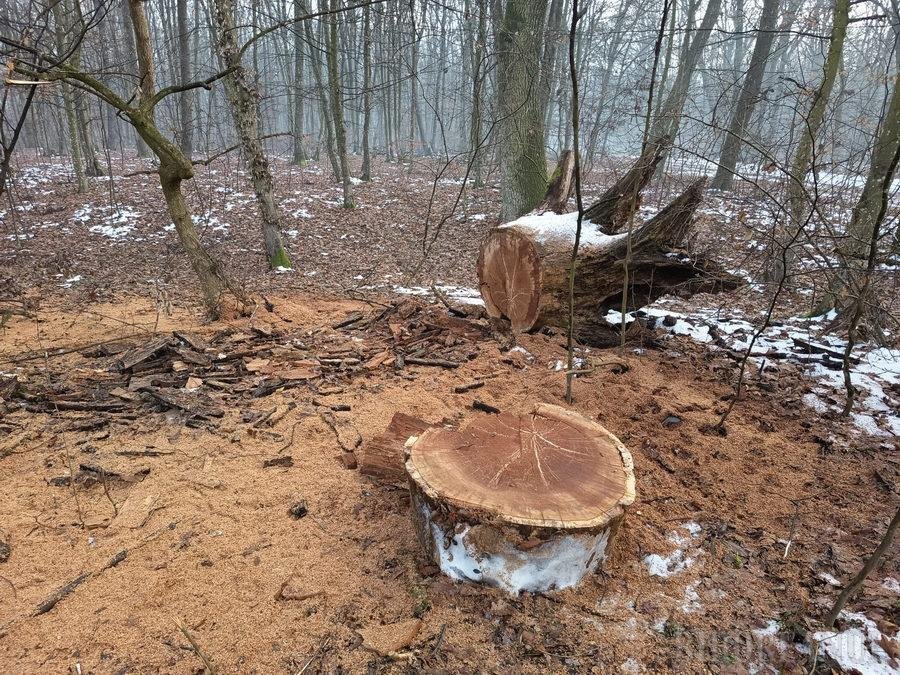 Supracontrol al Gărzii Naționale Forestiere după defrișările ilegale de la Băile Felix