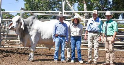 Clermont Beef Bull Sale posts 19pc lift in clearance, $3386 rise in average