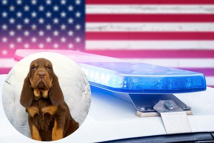 North Dakota Voters Needed: Help Name the Highway Patrol’s New Pup