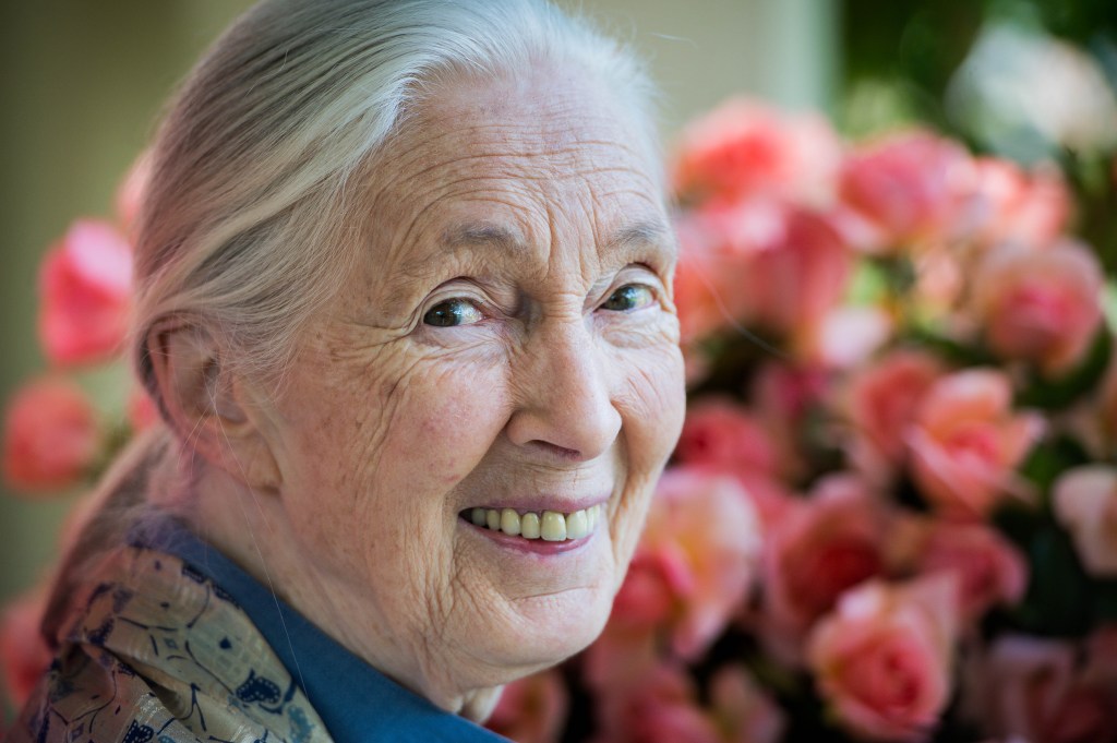 Jane Goodall, conservationist renowned for chimpanzee research and environmental advocacy, has died