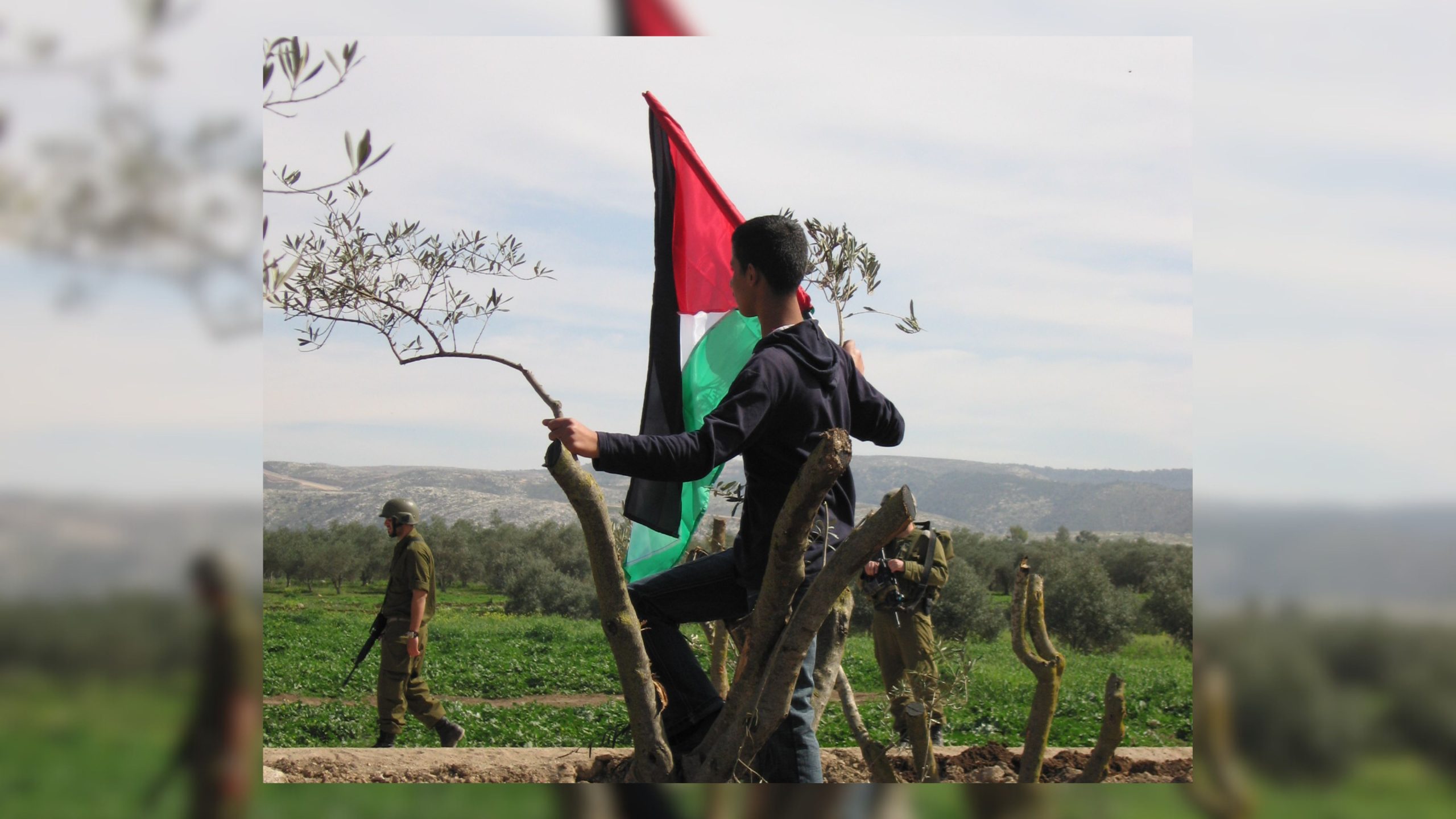 ‘They uproot a tree in Palestine…We plant ten’: How Palestinians are seeding resistance