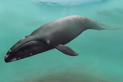 Fossils unearthed in Hokkaido revealed to be of new whale species