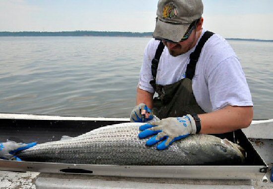 Maryland’s Chesapeake Bay Striped Bass Fishery – Closed for August