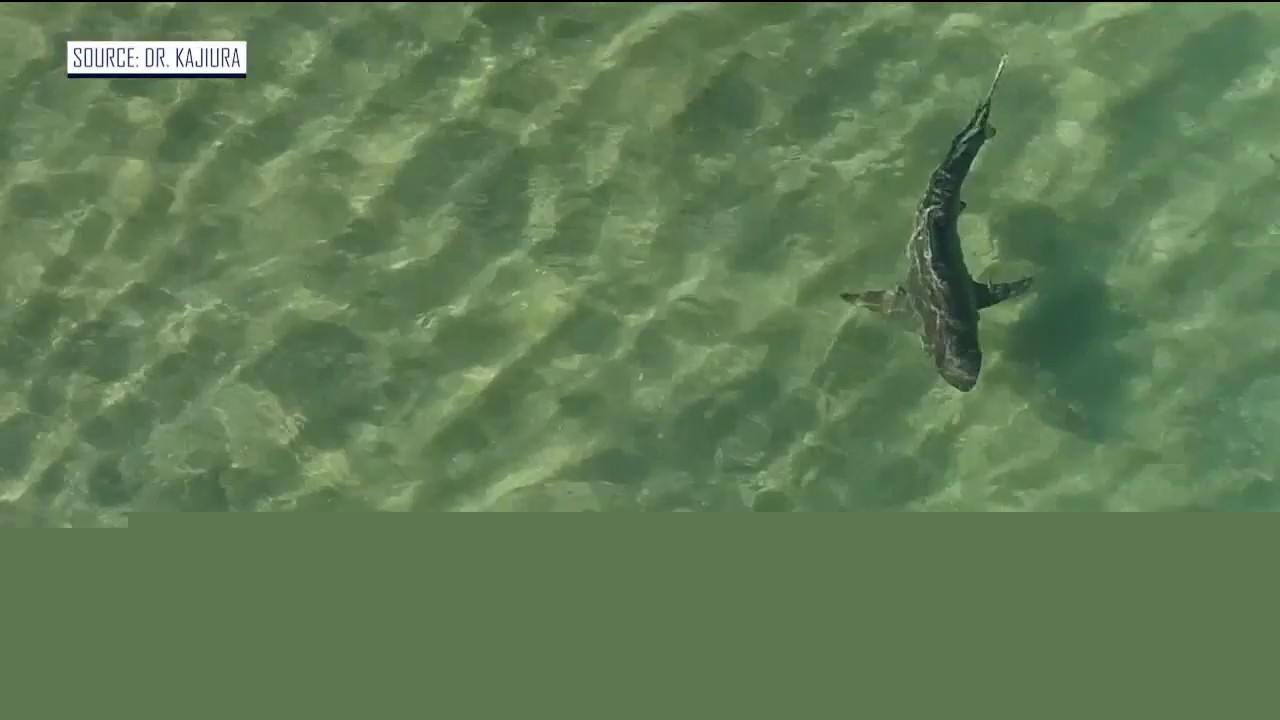 Warmer waters keep blacktip sharks near Florida beaches longer
