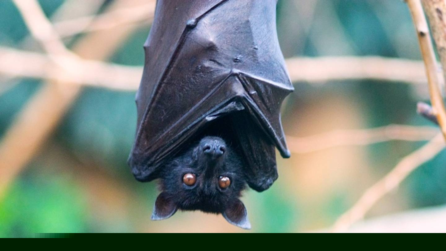 7 Old-Fashioned Myths About Bats