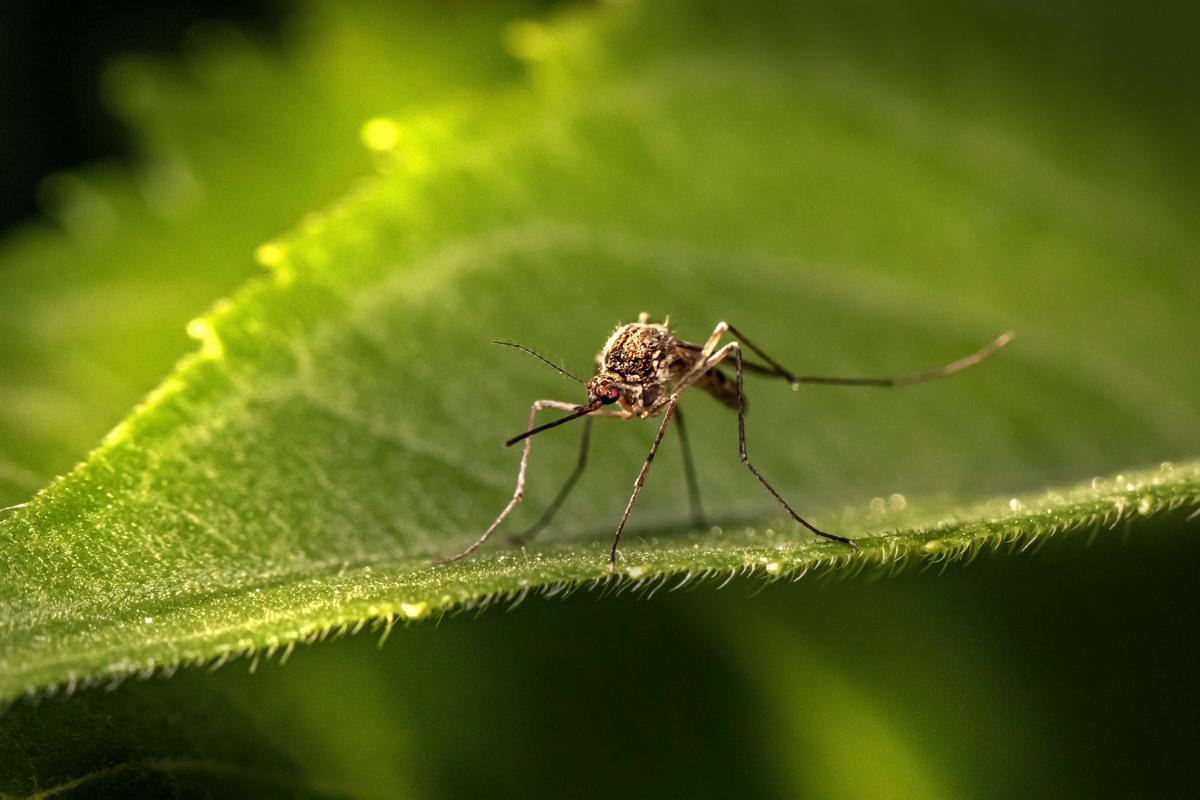 Abilene Targets Mosquito Hot Spots as West Nile Virus Cases Rise