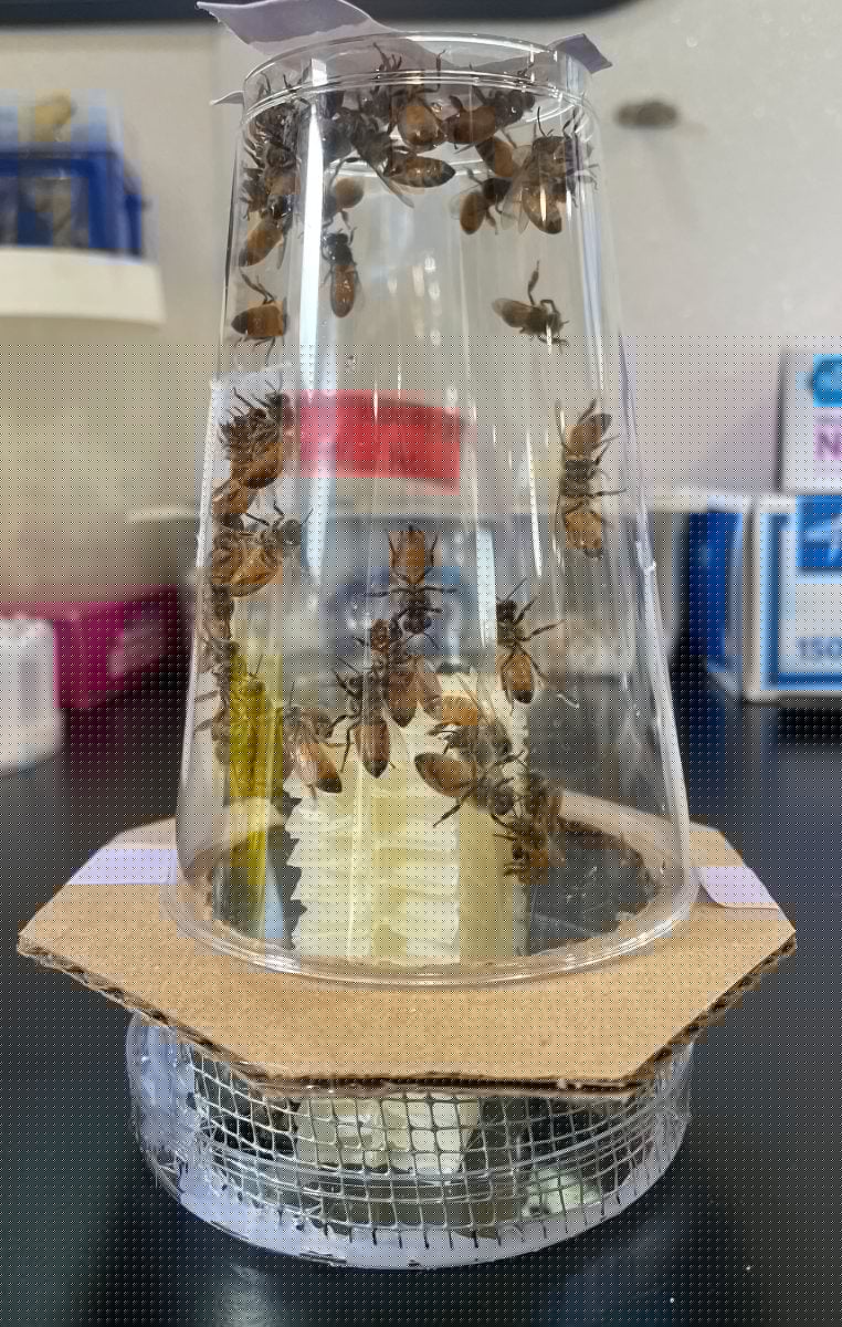 Honeybee Queens May Pass Toxic Chemicals to the Next Generation