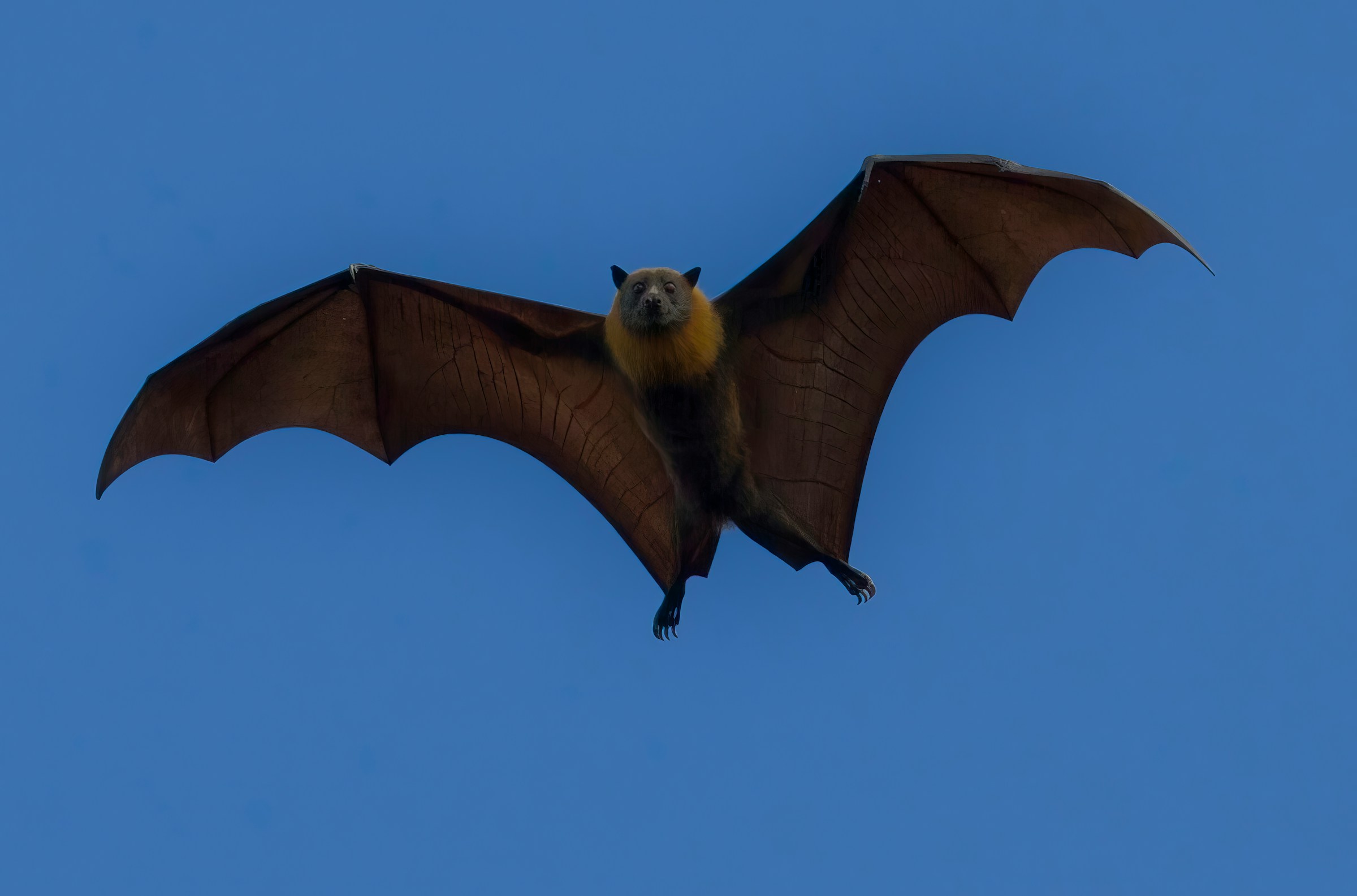 Nipah Virus: What Aussies Should Know as Asian Countries Tighten Airport Screening