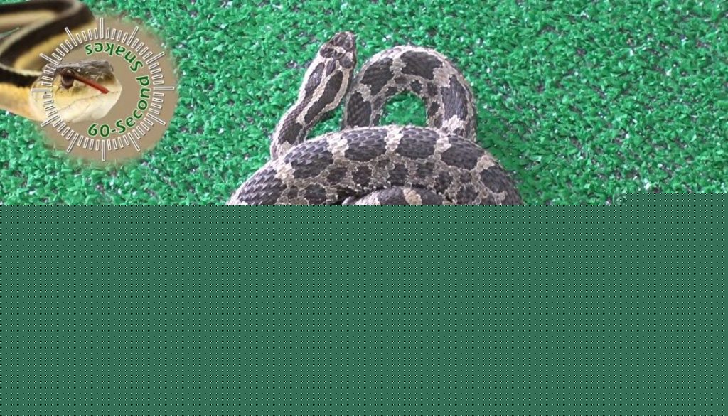 DNR urges public to give eastern massasauga rattlesnake its space