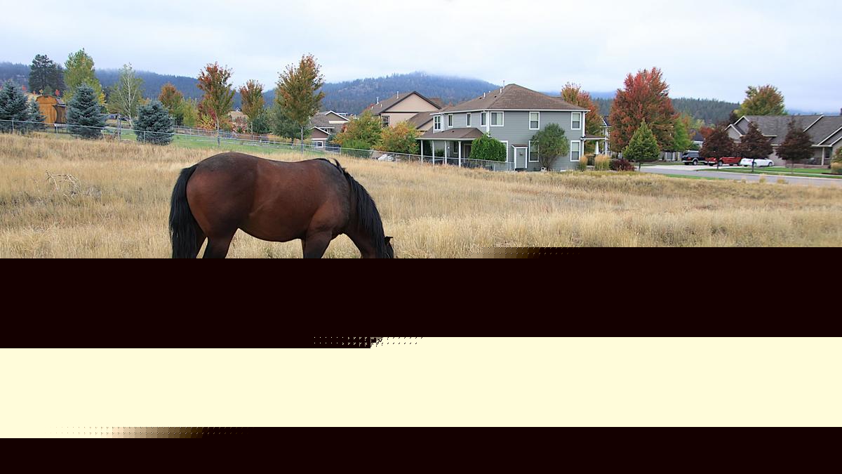 Will This Solution Work for Missoula’s Horse Herd?