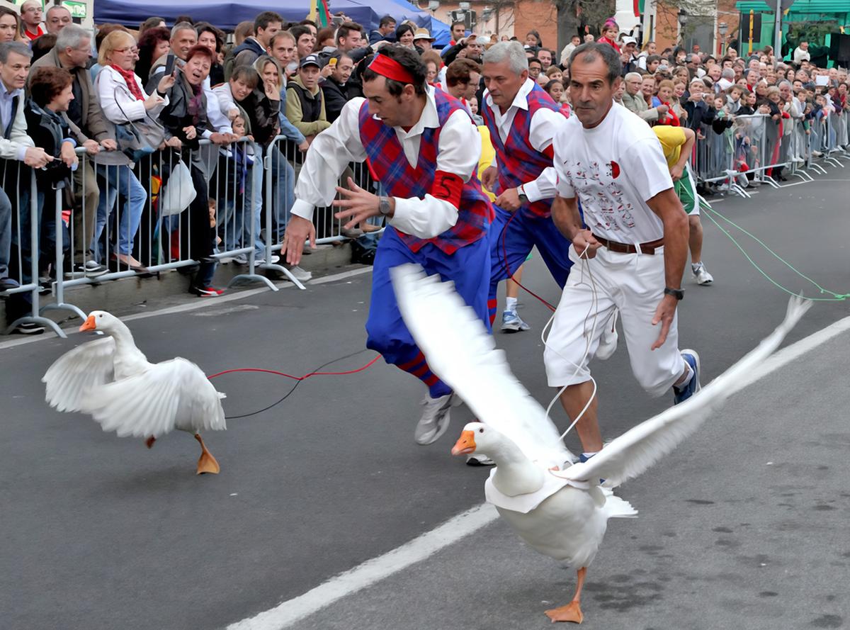 L’Autunno Ciarlasco entra nel vivo. Folklore, musica e passione aspettando il “Palio dell’Oca”