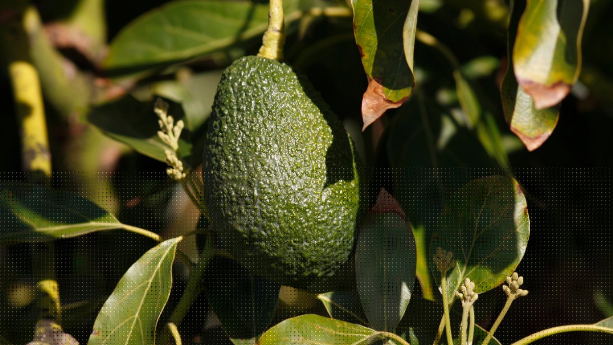 U.S. suspends avocado inspections in Mexican state of Michoacan due to threat