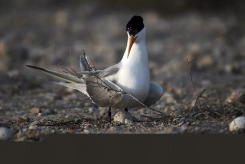 H5 Bird Flu Likely Spreading Locally in Australia, Authorities Warn