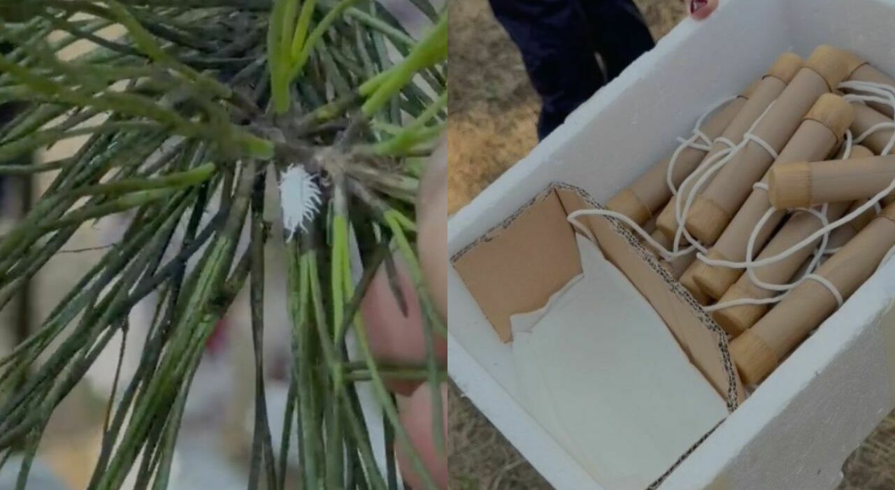 A Napoli la prima sperimentazione al mondo di controllo biologico classico contro la cocciniglia tartaruga del pino
