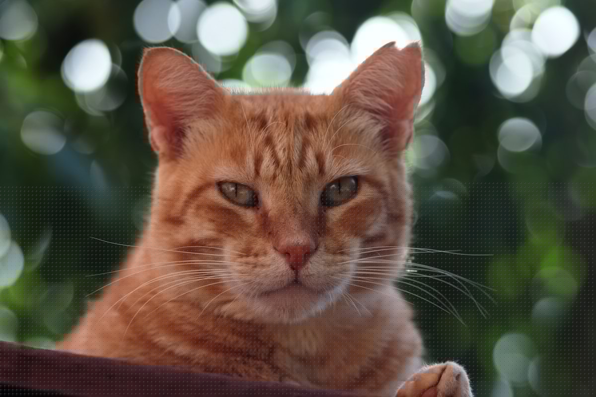 Madison Health Officials Are Looking For A Cat After A Bite