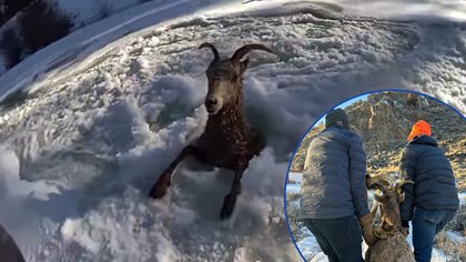 WATCH: CPW rescues bighorn sheep from icy river