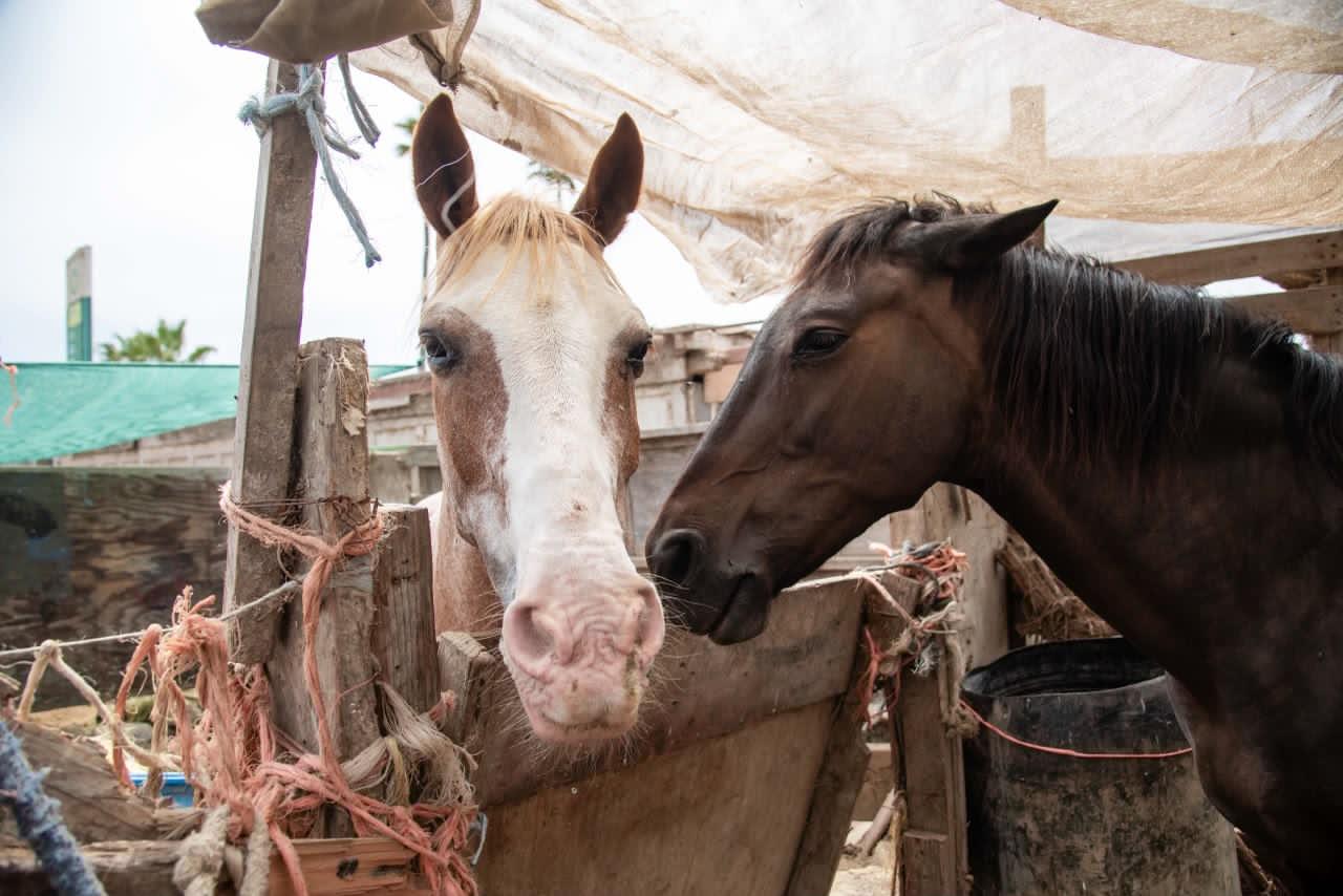 Autoridades rescatan dos caballos con desnutrición y deshidratación en Ensenada