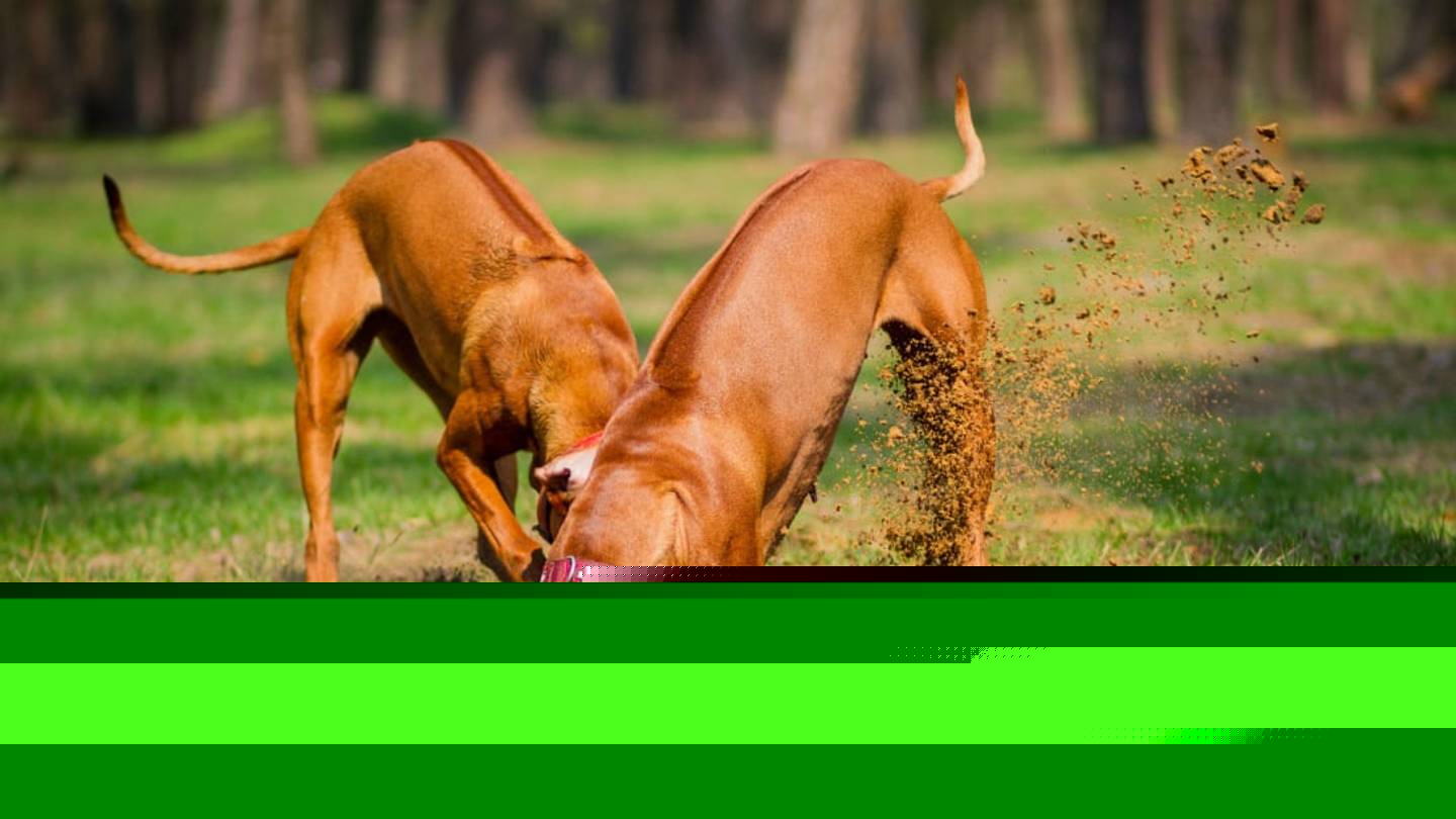 Why Do Dogs Kick Their Feet After They Poop?
