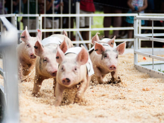 Montgomery County hosts 77th Agricultural Fair